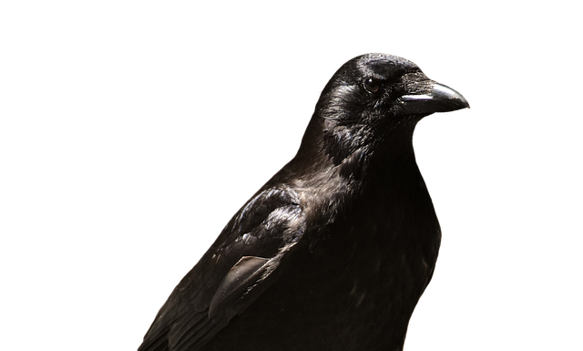 Czy zwolnienie lekarskie z Polski jest honorowane w Holandii?