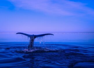 Gdzie można zgłosić naruszenie praw autorskich?