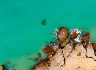 Co to monopole intelektualne?