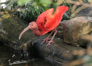 Czy można być rezydentem podatkowym w obu krajach?
